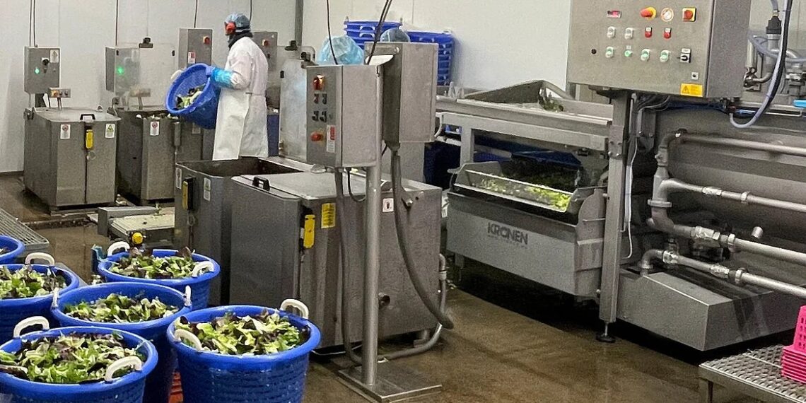 Wasch­li­nie für Salate