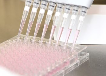 Kultivierung von Klonen in 96-Well Platten während der Zelllinienentwicklung. Bild: UGA Biopharma