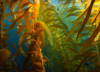 Makro­al­gen nach­hal­tig nutzen