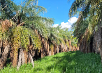 Nach­hal­ti­ge Lebensmittelzutaten