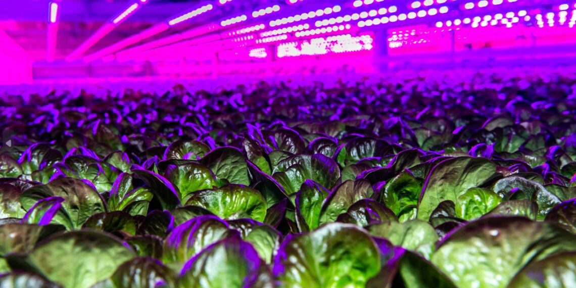 Zusammenarbeit bei Skalierung der vertikalen Landwirtschaft