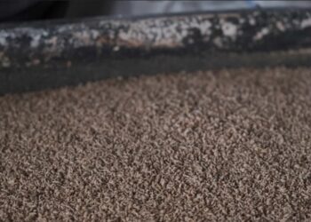 Alter­na­ti­ve Proteine