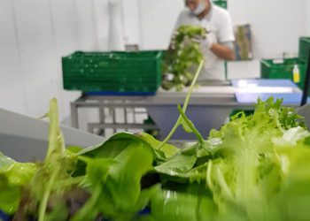 Salatverarbeitung am Kronen Putztisch bei Verdeagua in Uruguay.