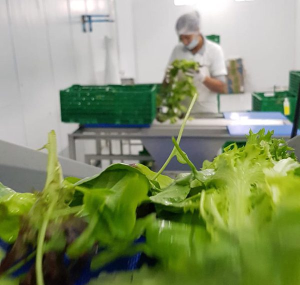Salatverarbeitung am Kronen Putztisch bei Verdeagua in Uruguay.