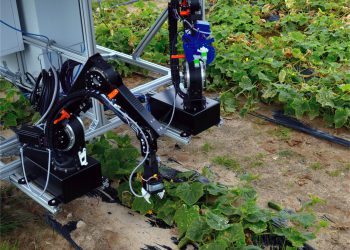 Roboter CATCH bei der Gurkenernte. Bild: Fraunhofer IPK