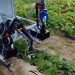 Roboter CATCH bei der Gurkenernte. Bild: Fraunhofer IPK