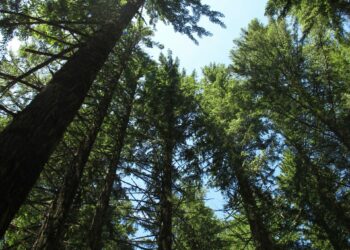 Part­ner­schaft im Bereich CO2-Management